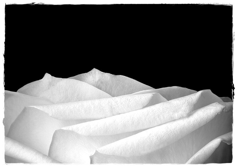 White Rose Petals — Dramatic
