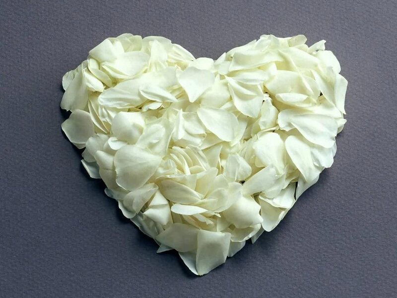 White Rose Petals