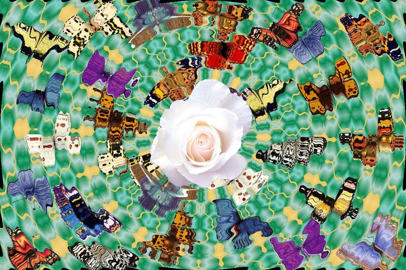 White Rose Surrounded by Butterflies