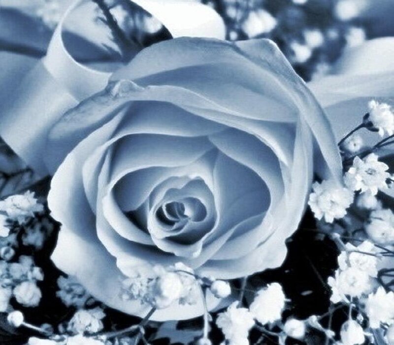 White Rose with Baby's Breath