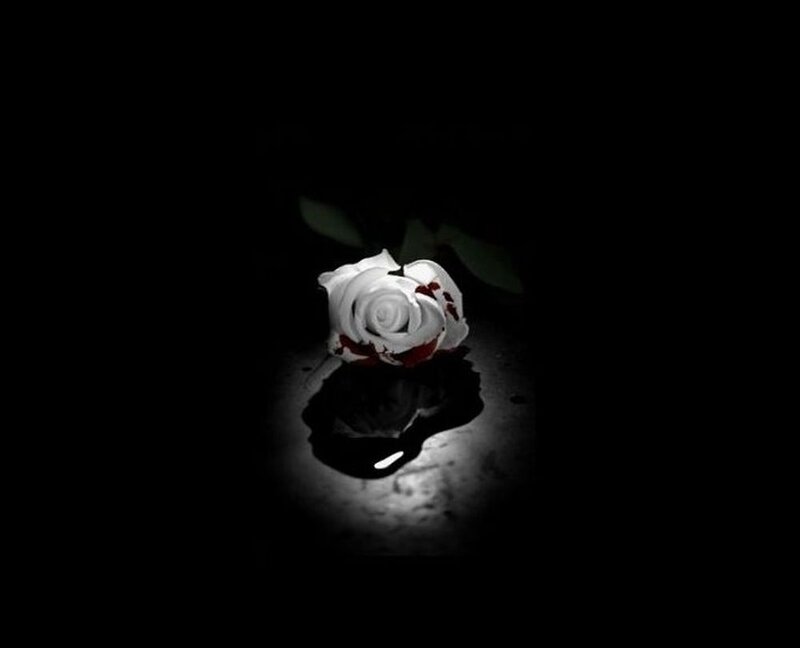 White Rose with Blood — Black