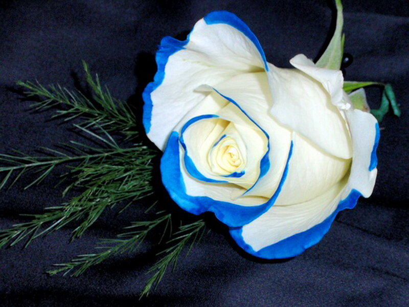 White Rose with Blue Edges