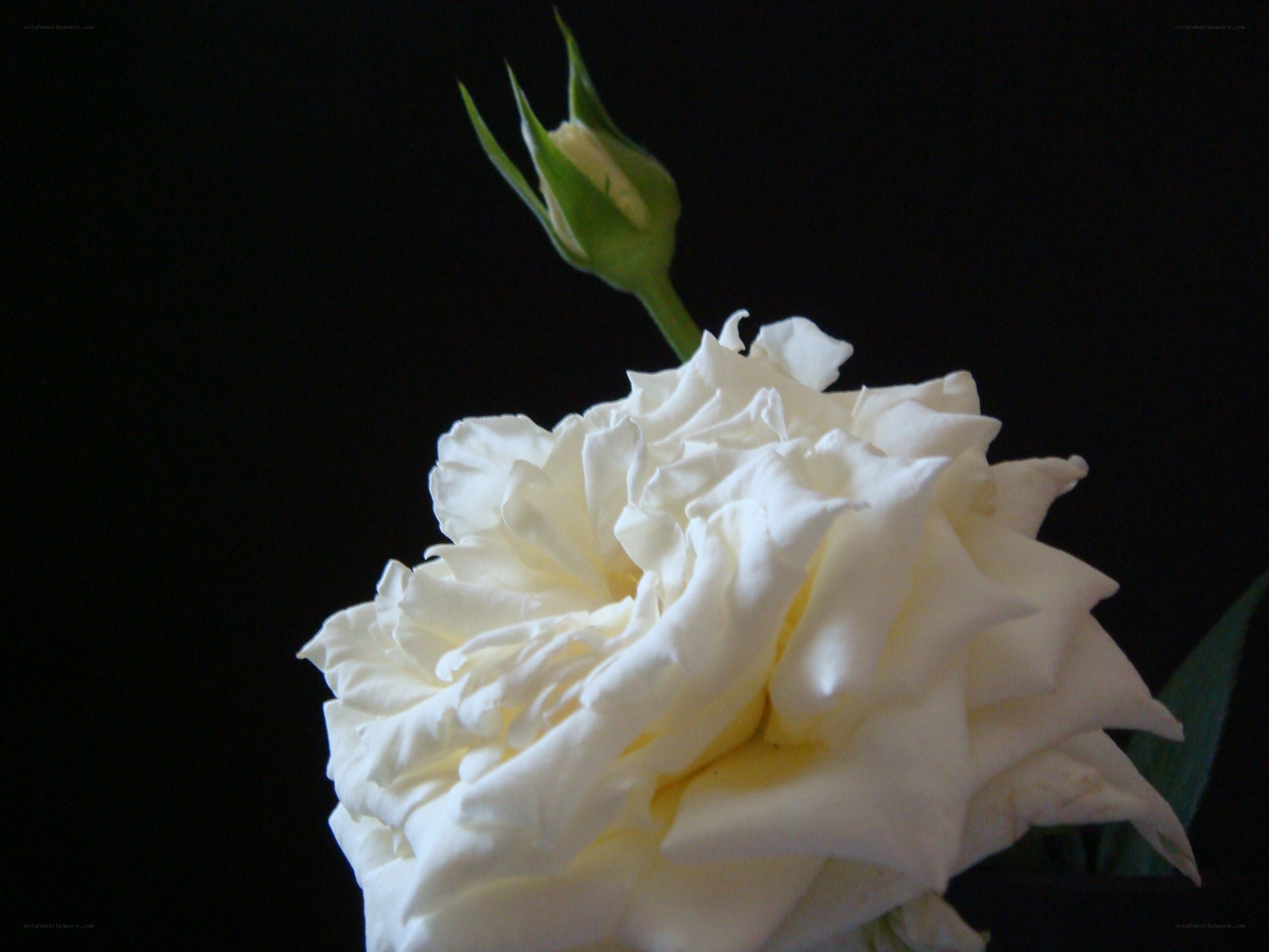 White rose with bud