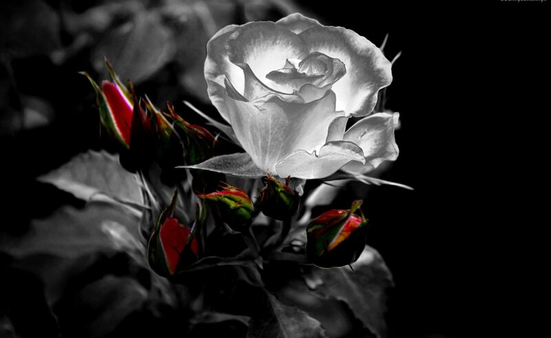 White Rose with Buds — Black, Dramatic, Photograph