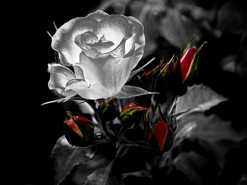 White Rose with Buds — Black, Dramatic