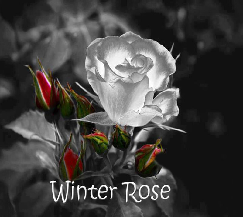 White Rose with Buds — Black