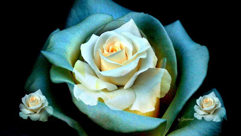 White Rose with Buds — Dramatic