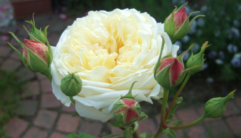 White Rose with Buds — Serene, Afternoon