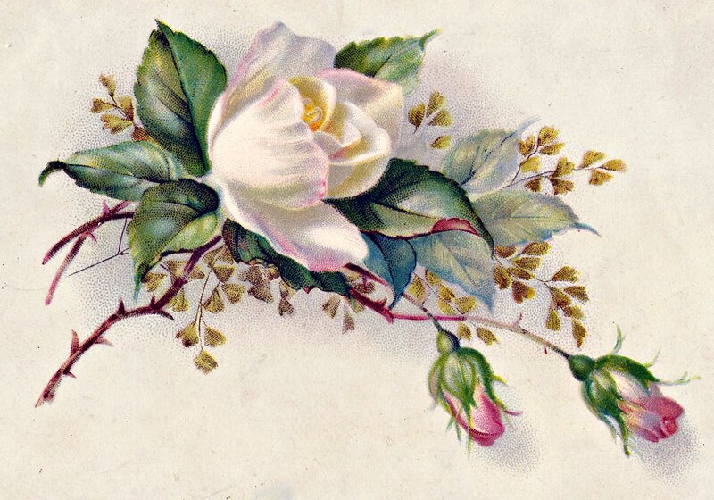 White Rose with Buds — Serene, Illustration