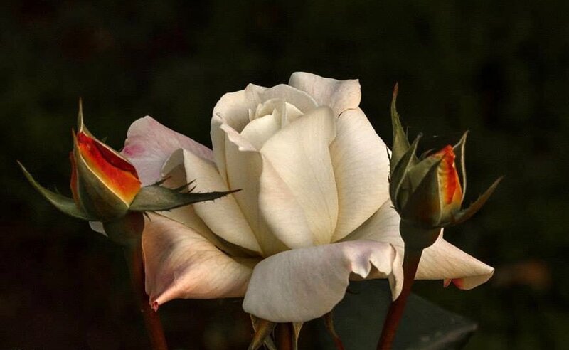 White Rose with Buds — Serene, Photograph, Petals