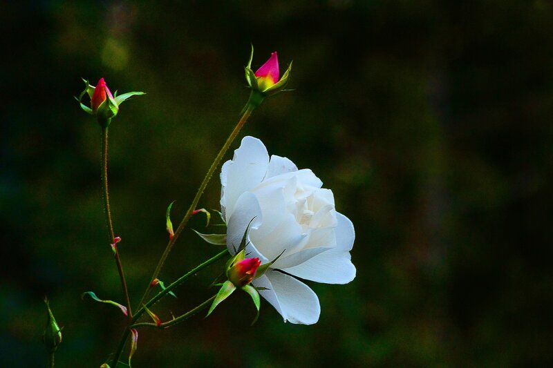 White Rose with Buds — Serene, Photograph, Stem