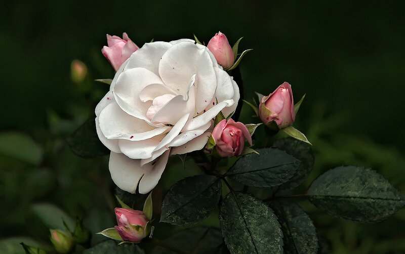 White Rose with Buds — Serene, Photograph