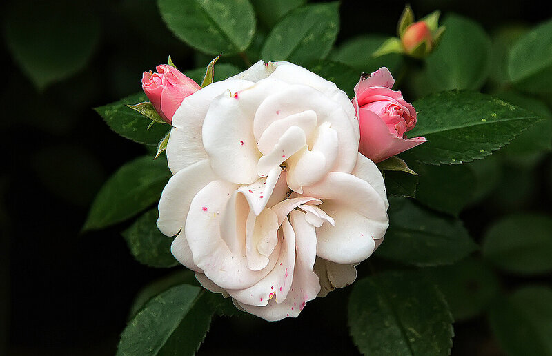 White Rose with Buds — Serene