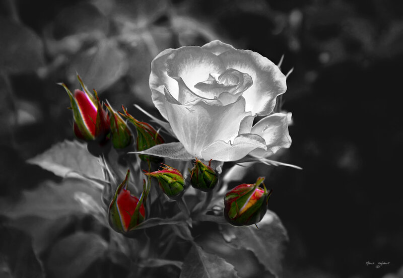 White Rose with Buds