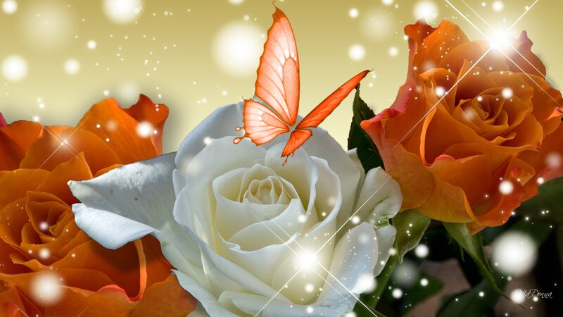 White Rose with Butterfly