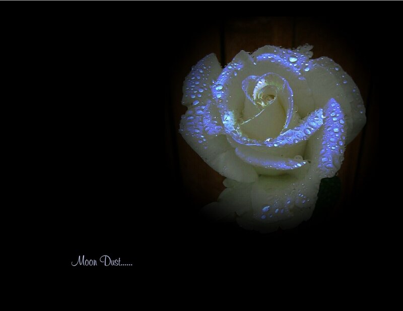 White Rose with Dew — Black, Dramatic, Night