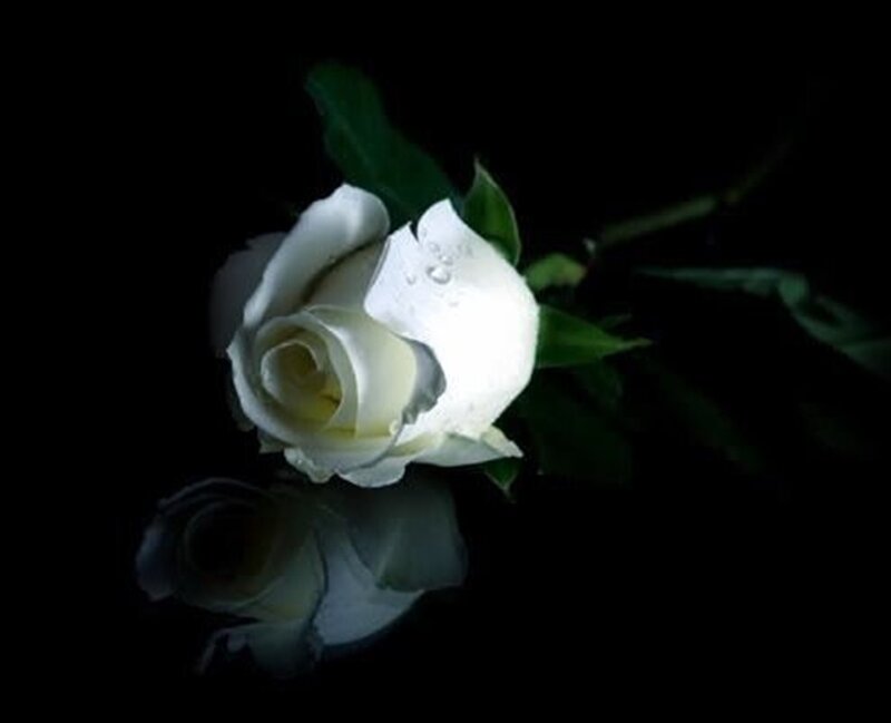 White Rose with Dew — Black, Dramatic