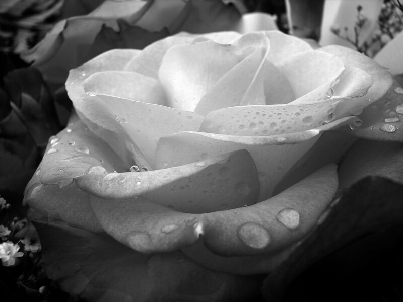White Rose with Dew — Black, Serene