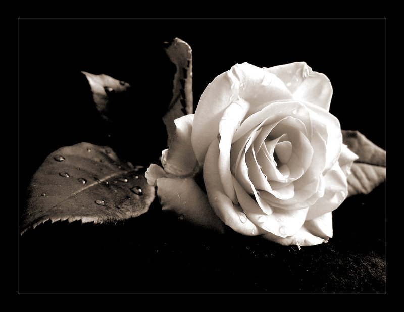 White Rose with Dew — Black