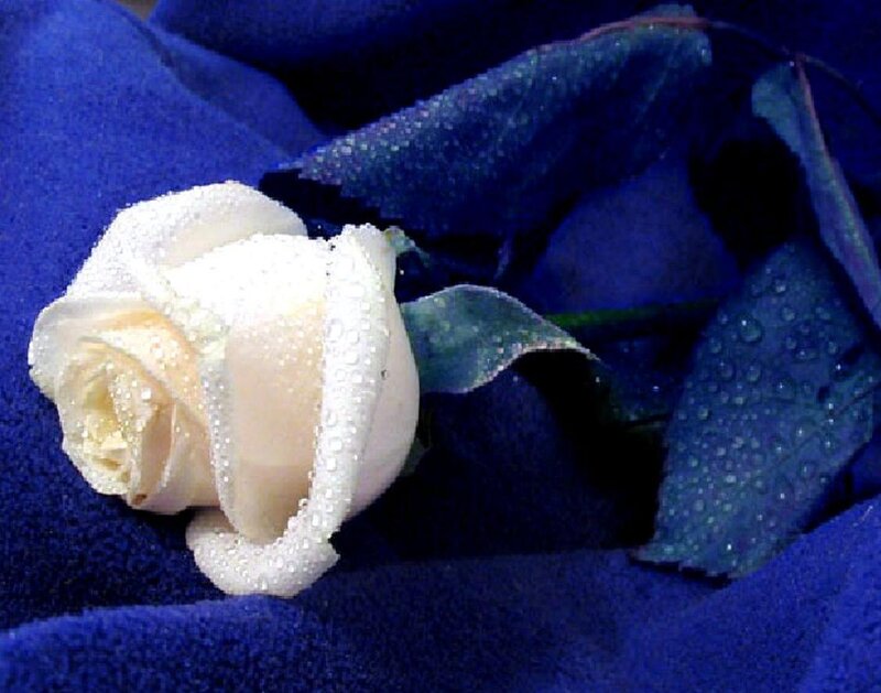 White Rose with Dew — Blue
