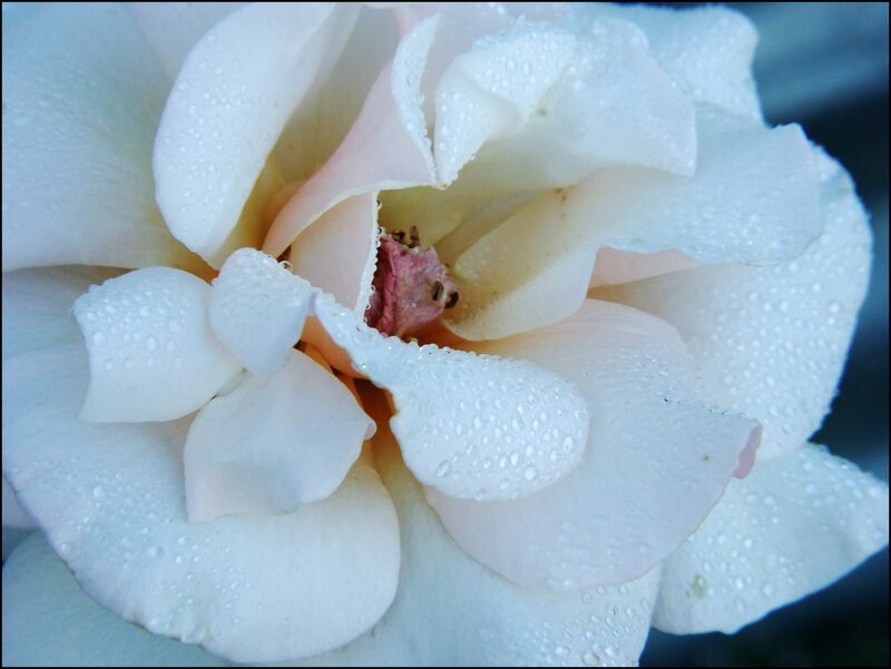 White Rose with Dew — Calm