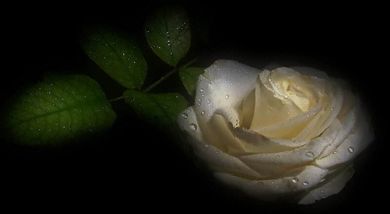 White Rose with Dew — Dramatic, Night