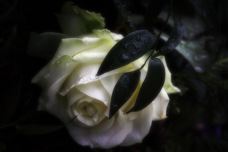 White Rose with Dew — Dramatic