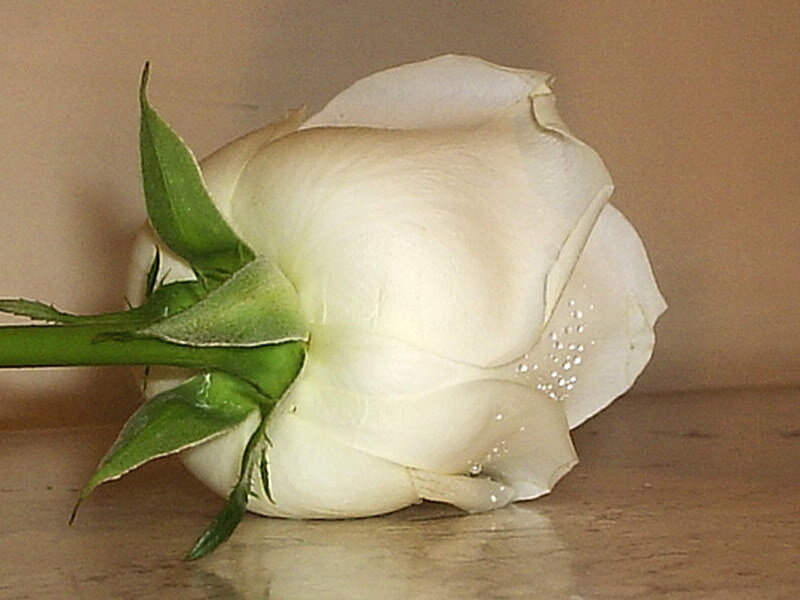 white rose with dew drops