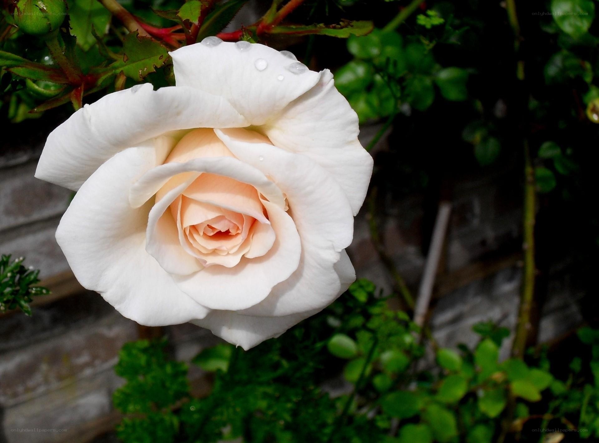 White rose with dew drops