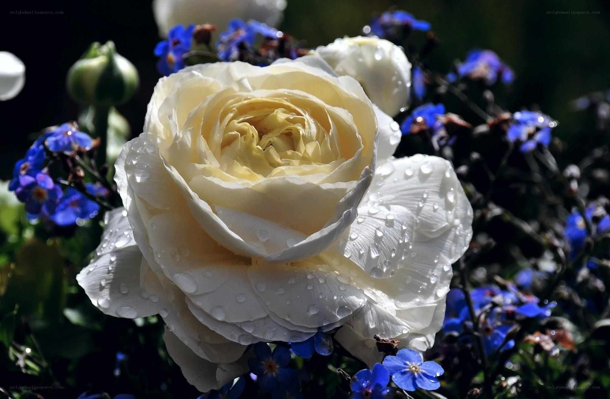 White rose with dew drops