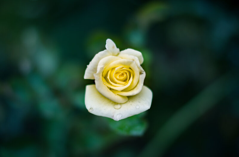 White rose with dew drops