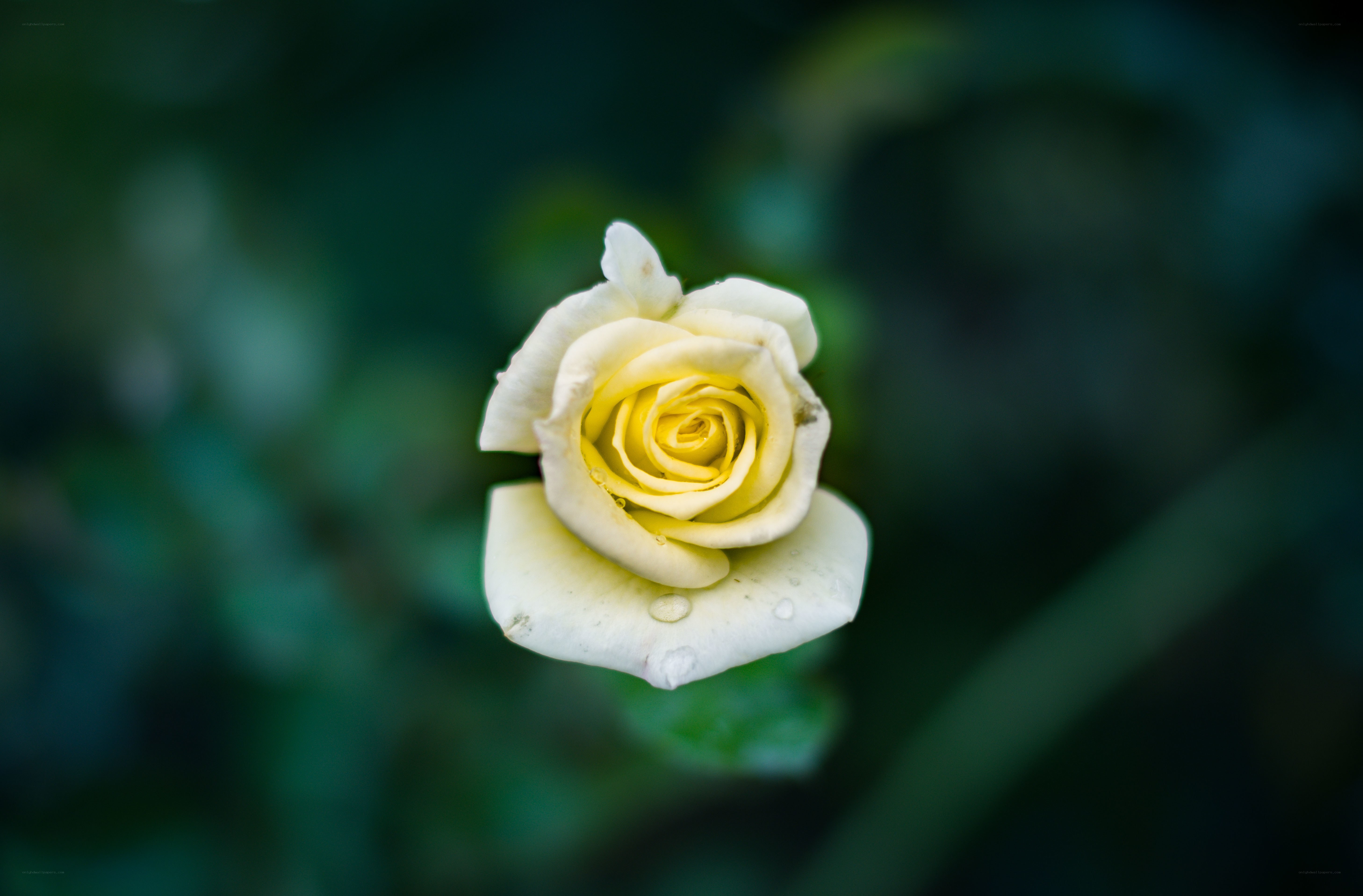 White rose with dew drops