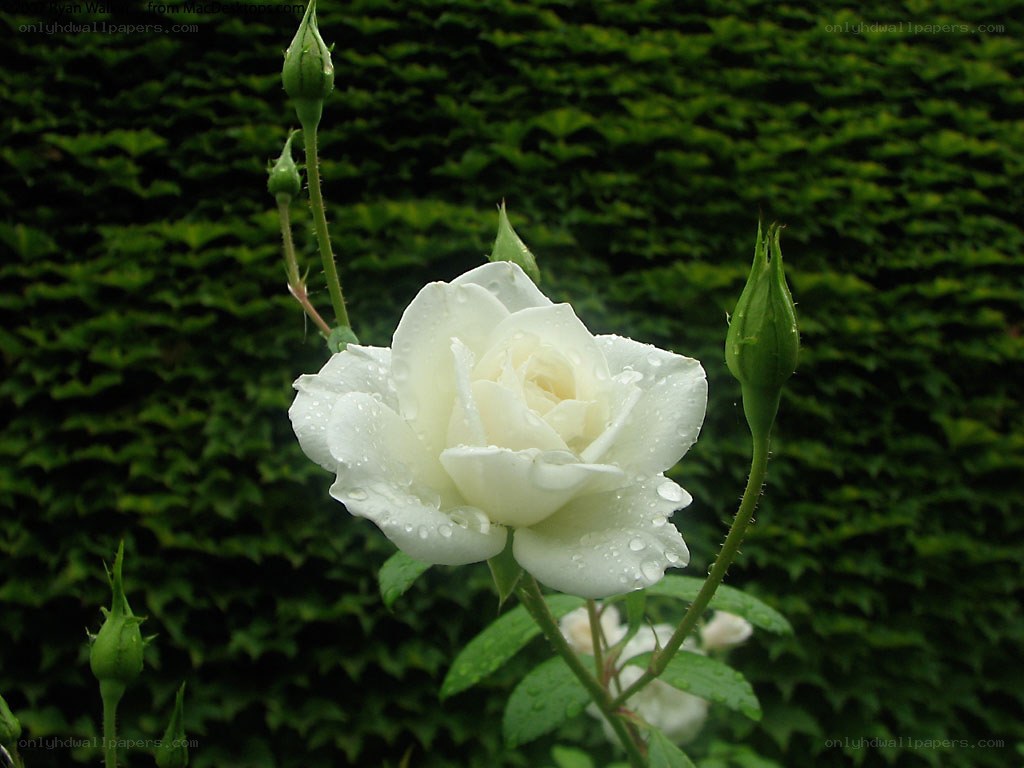 White rose with dew drops