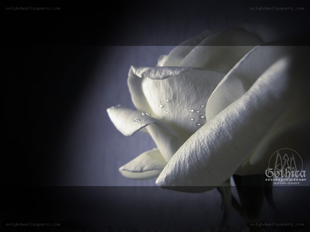 White rose with dew drops
