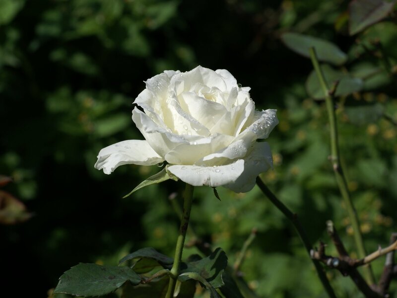 White rose with dew drops