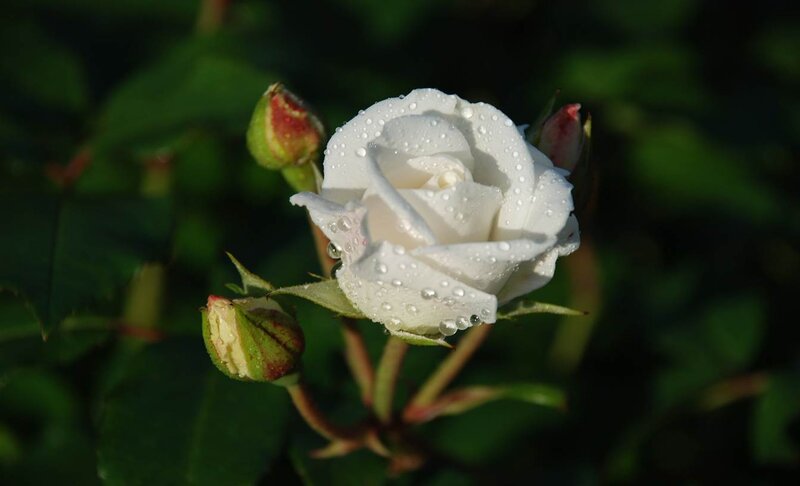 White Rose with Dew — Serene, Morning, Photograph, Buds, Leaves