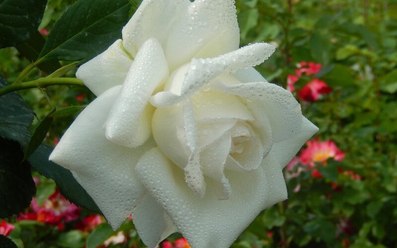 White Rose with Dew — Serene, Morning, Photograph, Dew Drops, Green Leaves, Red Flowers