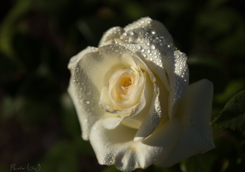White Rose with Dew — Serene, Morning, Photograph, Dew Drops, Green Leaves