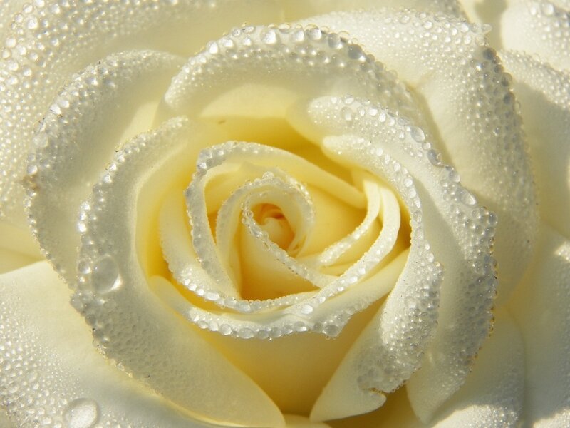 White Rose with Dew — Serene, Morning, Photograph