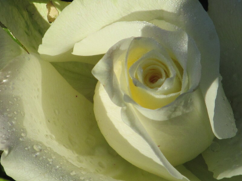 White Rose with Dew — Serene, Morning
