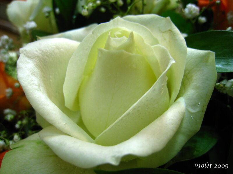 White Rose with Dew — Serene, Photograph, Dew Drops, Green Leaves