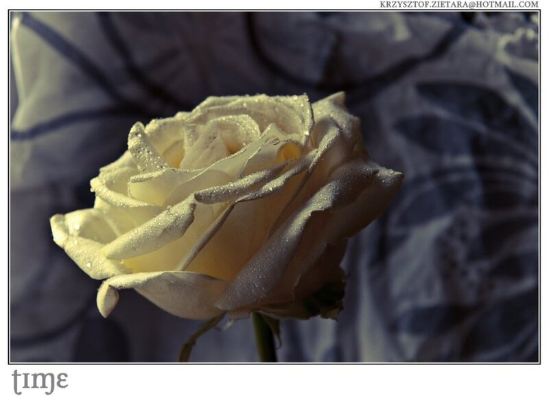 White Rose with Dew — Serene, Photograph, Dew Drops