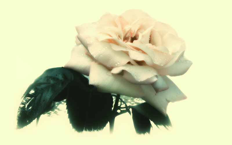White Rose with Dew — Serene, Photograph, Leaf