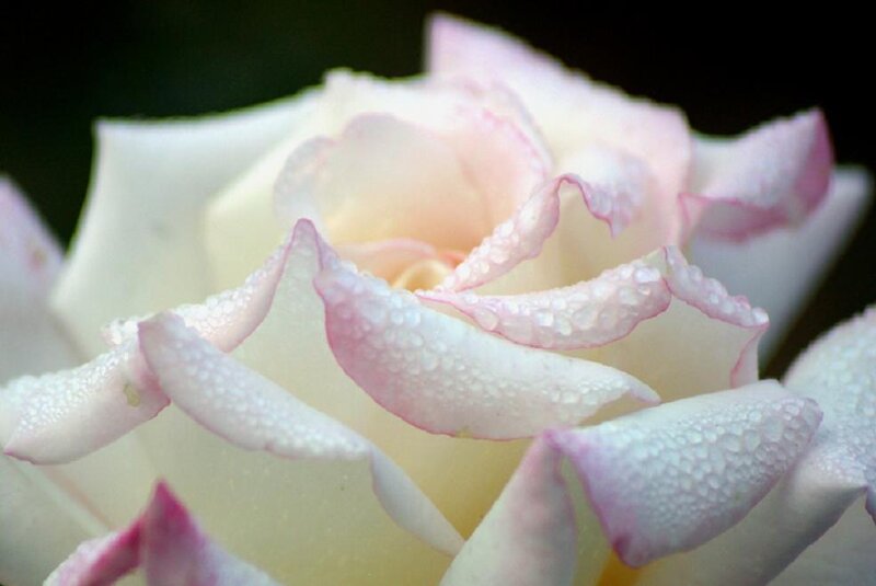 White Rose with Dew — Serene, Photograph