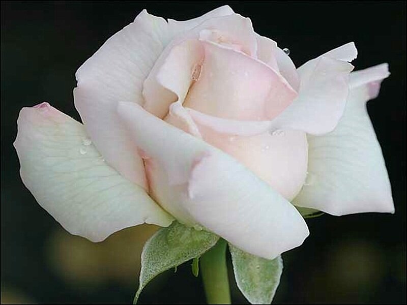 White Rose with Dew — Serene