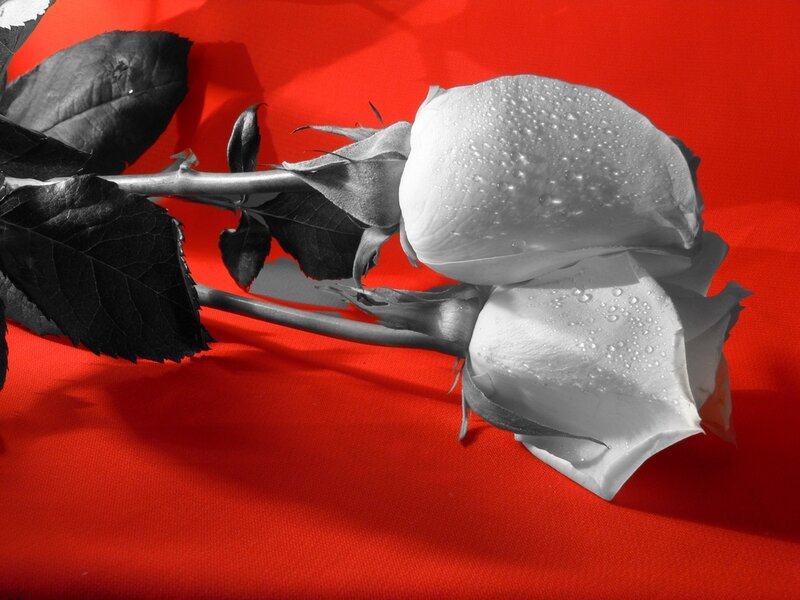 White Rose with Dew