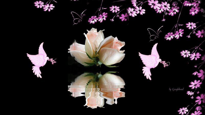 White Rose with Doves — Black