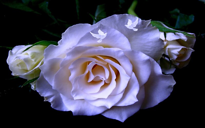 White Rose with Doves — Serene, Photograph
