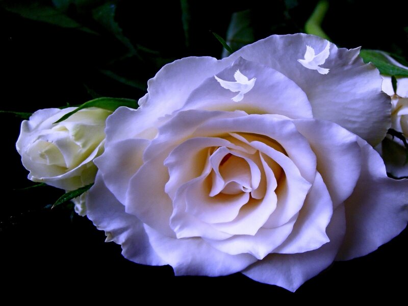 White Rose with Doves — Serene