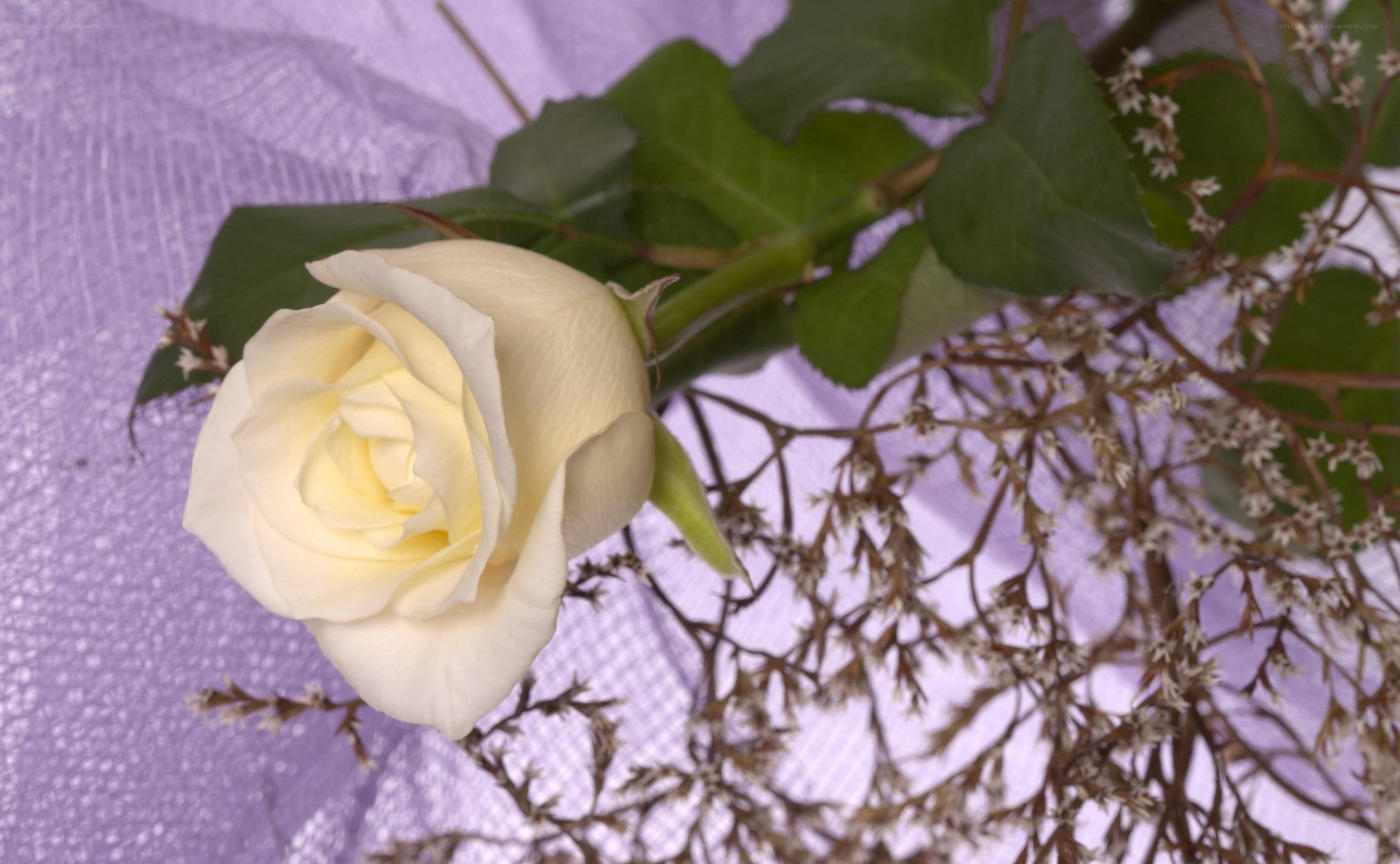white rose with filler flowers